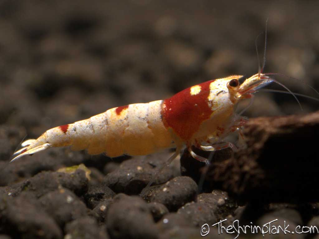 crystal-red-shrimp-ss-grade-1.jpg