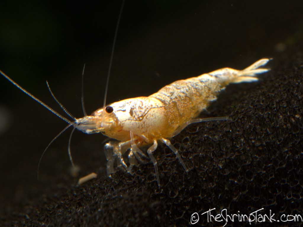 golden-bee-shrimp-4.jpg