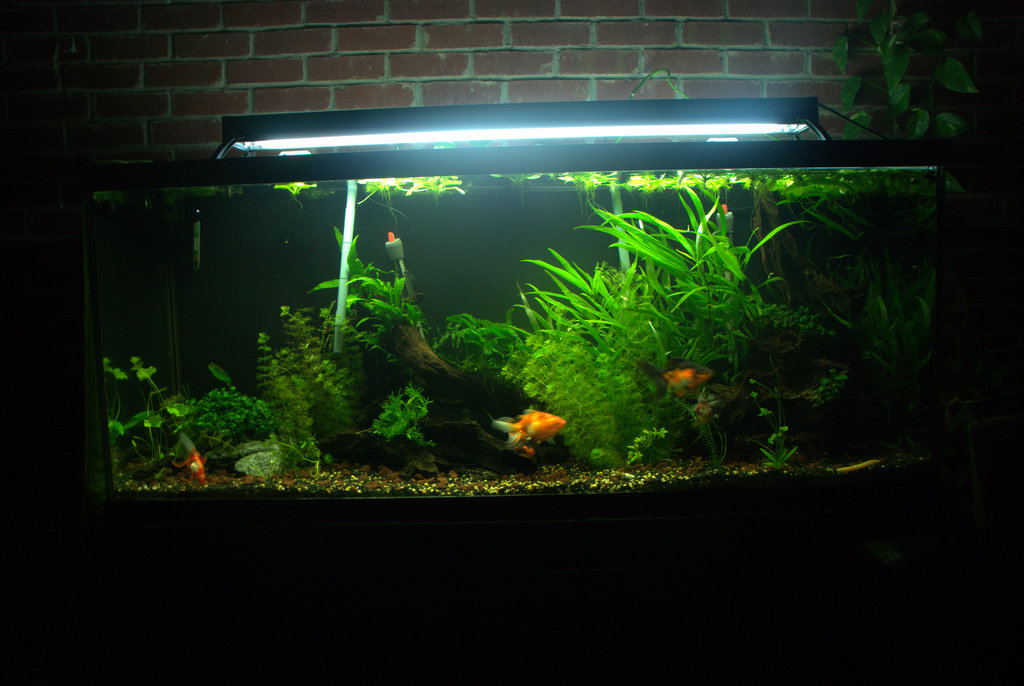 Planted sales goldfish tank